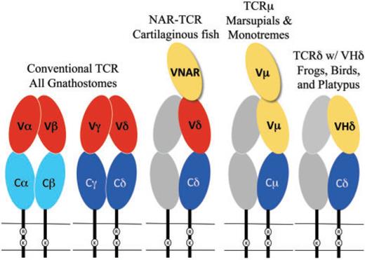 Fig. 1. Cartoon diagram of the TCR forms found in different species. Oblong circles indicate Ig super-family domains and are color coded as C domains (blue), conventional TCR V domains (red), and VHδ or Vµ (yellow). The gray shaded chains represent the hypothetical partner chain for TCRµ and TCRδ using VHδ.
