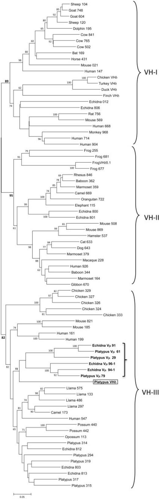 Fig. 3. Phylogenetic tree of mammalian VH genes including the platypus VHδ and monotreme Vµ. The three major VH clans are bracketed. The platypus VHδ is boxed and the clade containing platypus VHδ along with platypus and echidna Vµ is in bold and indicated by a smaller bracket in VH clan III. The three-digit numbers following the VH gene labels are the last three digits of the GenBank accession number referenced in supplementary table S2, Supplementary Material online. The numbers following the platypus and echidna Vµ labels are clone numbers. The tree presented was generated using the Minimum Evolution method. Similar topology was generation using the Neighbor Joining method.